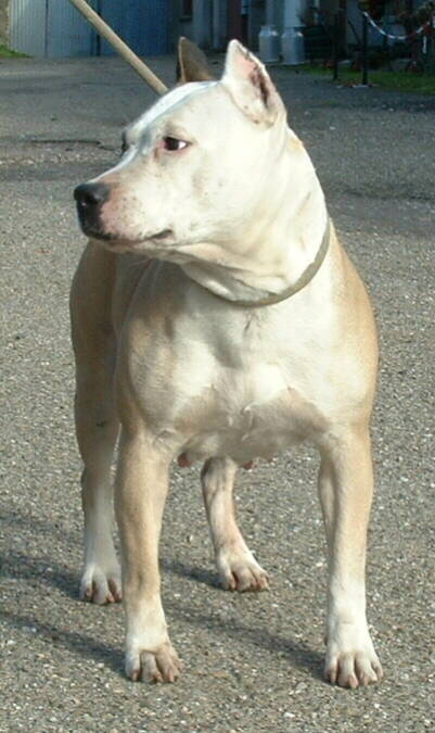 Hexane des Cynolegionnaires