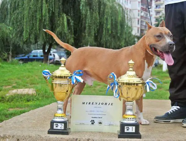 Bluebully