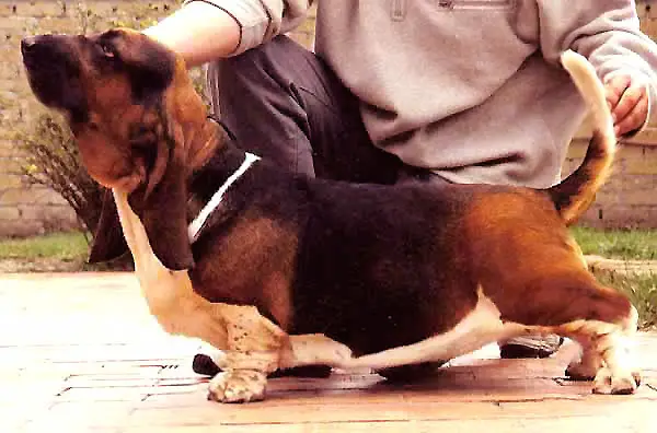 Illumination Della Luna Caprese