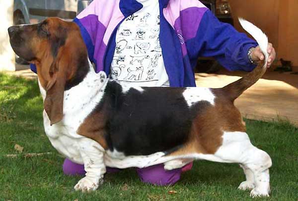 Franbar'S Jumpin' Jack Flash