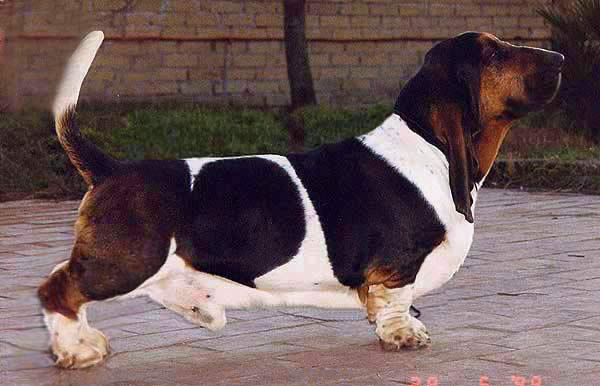 My Extraspecial Boy Della Luna Caprese