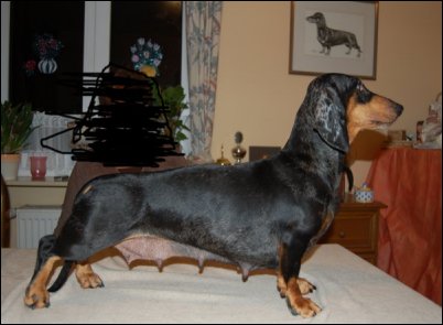 DTJCH,LS Engels Yvette