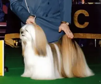 Lynnlane's the Gambler