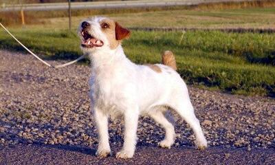 CH Baylock Tooheys Gold