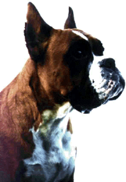 Quita z Dybohurky