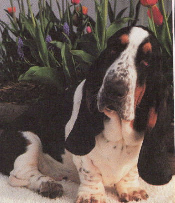 New olde fashion van hollandheim