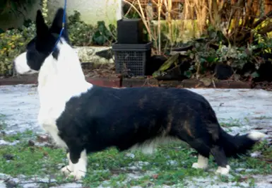 Cool'n Fool For Filofany Gaucho