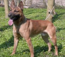 Aron (Mr J.A.M. Mokkink)