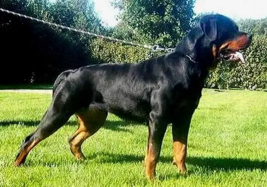 SCG J CH Brita Earl Antonius