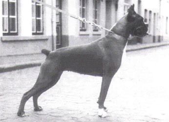 Chauke vom Schütting