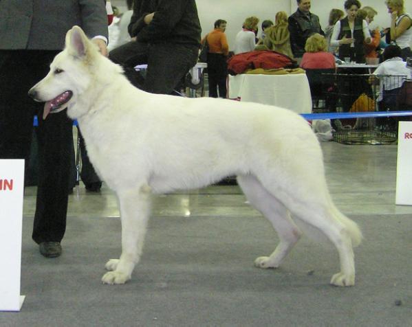 UKR CH, RUS CH Only Win Baltic Beautys