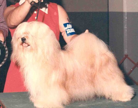 Orlane's Gold Chipper