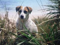 Javare Lilli Marlene