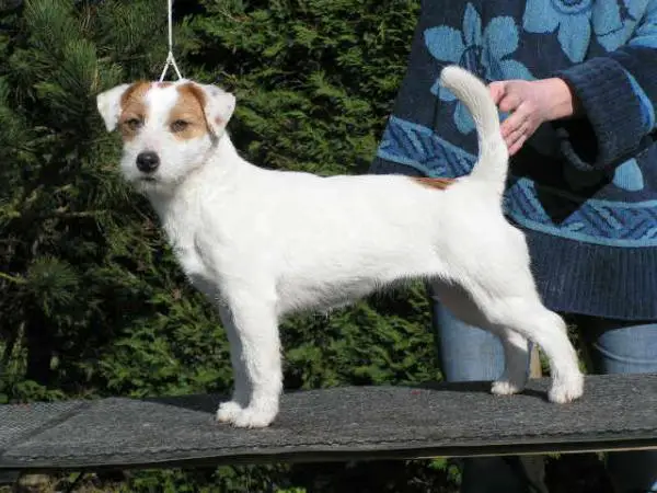 Ultimate Of Mayo Land