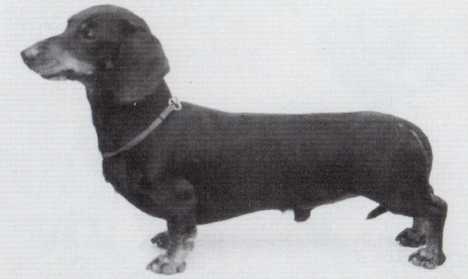 HOBBITHILL LORGAN of WINGCREST