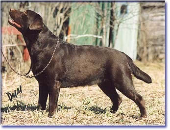 UKR/RUS/MLD CH Stenveyz Taste Of Chocolate