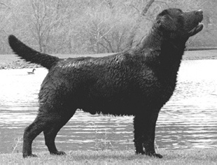 CH (AKC/FIN) Graemoor Tim