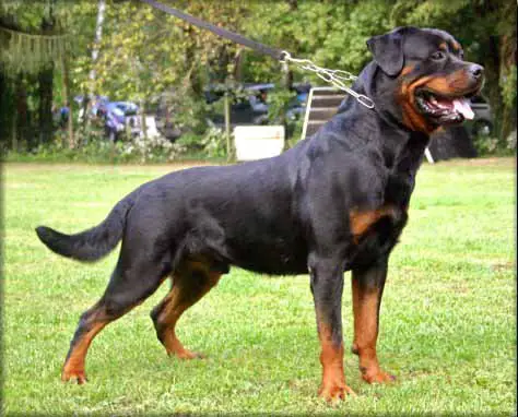 Eros von der Burg Weibertreu