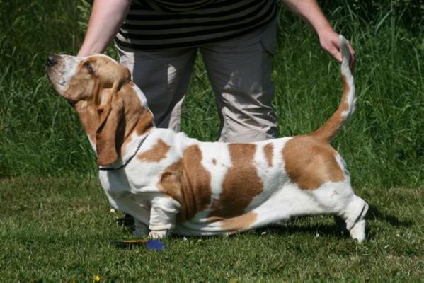 Bassestugans Bojan Bamyl