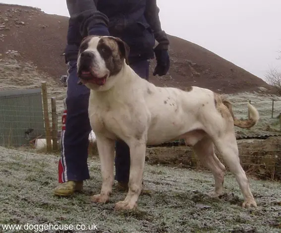 Rowland And Caldey's Dude