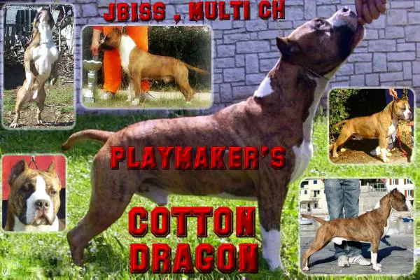 MULTI CH Playmaker's Cotton Dragon