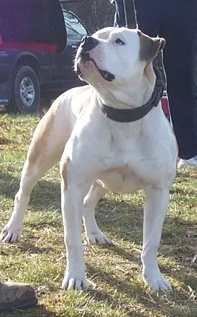 Matero's Mocha Machine of Topline