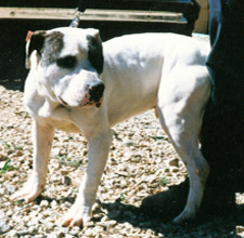 Dorsey's Bighead