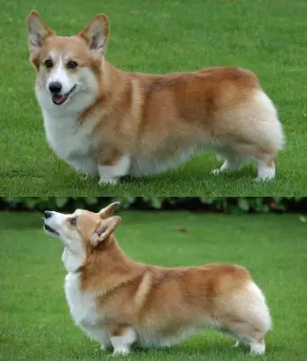 Foxfire Red Ruffian At Pemland