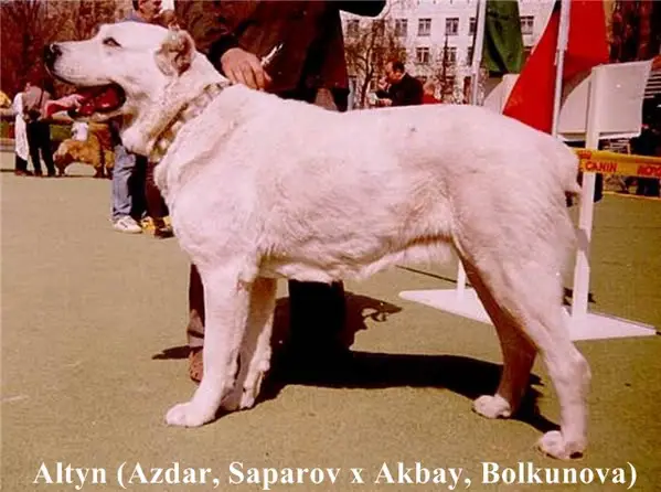 Altyn