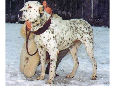 Karagez 'ow.Gorohov'