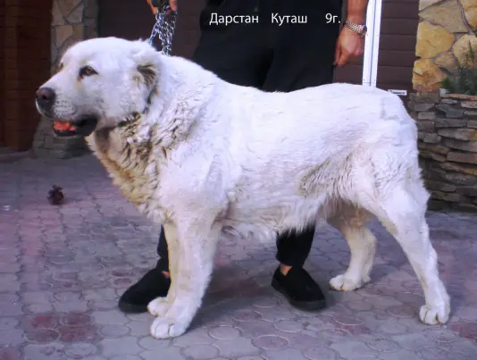 Darstan Kutash