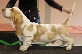 VERA'S VALENTINE van Grunsven