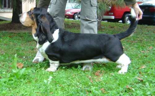 Quo Jackie Moravia Bray