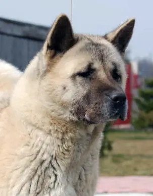 C'est La Vie De Champernoune