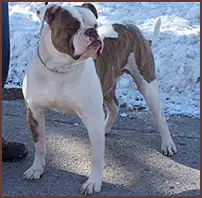 Bessant's Brass Monkey PH-0.46/0.38