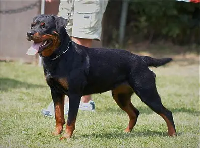 Priska vom Wolfsberg II