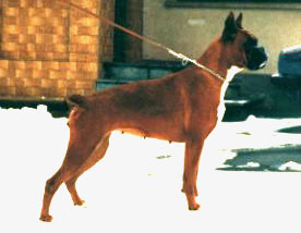 Xora degli Scrovegni