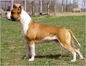 Multi CH Issac Richard