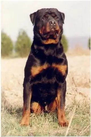 2XCAC, CACIB Tell Vom Zimmerplatz