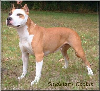 Sindelar's Cookie