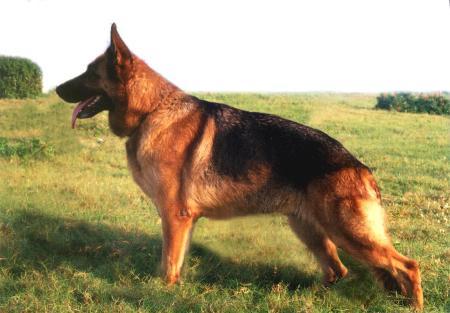 V ( INDIA ) CH Rosana von der Kahler Heide