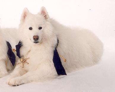 Snowmist's Siberian Tishka