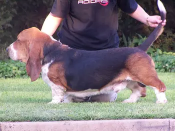 Al Pachino is my destiny