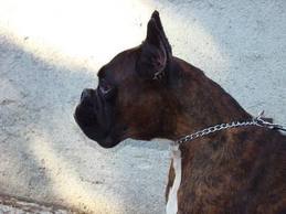 Daiana del Colle dell'Infinito