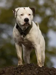 Chestnut's Little Lonato