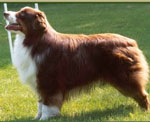 CH Beauwood Sierra-Echo Yogiber