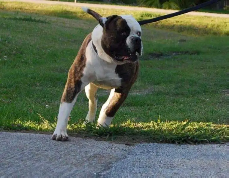 Rhino Bulldogs Rocky the Bull