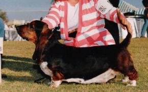 Bayland Sanlyn's Ebony