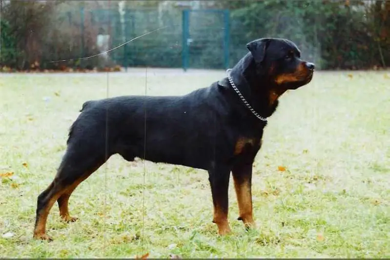 DT.VDH-CH Gringo von Handschuhsheim