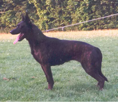 Nika (Dhr. D. van Leeuwen, Scherpenzeel Fr)